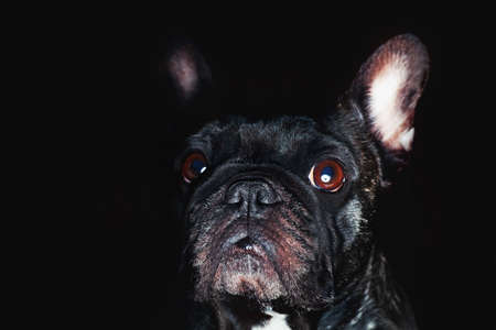 french bulldogの写真素材