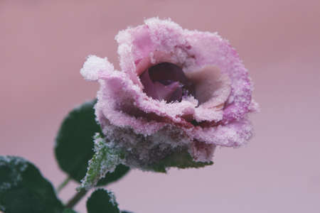 Frozen rose macro flower winter seasonの写真素材