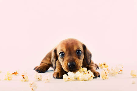 Dachshund dog puppy salt pop cornの写真素材