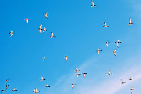 Duck Bird Fly spring season Russia