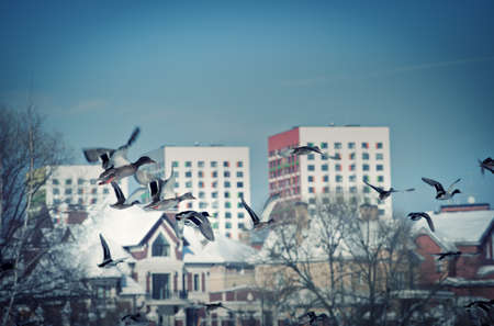 Duck Bird Fly spring season Russiaの写真素材