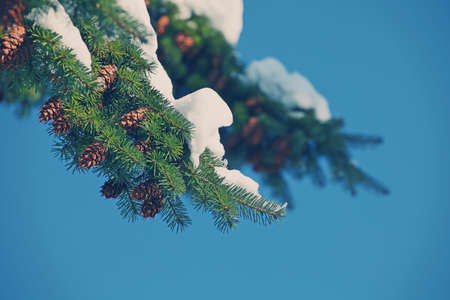 Nature Winter Fir Tree Day Light