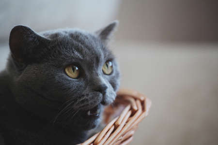 Gray Cat Portraitの写真素材