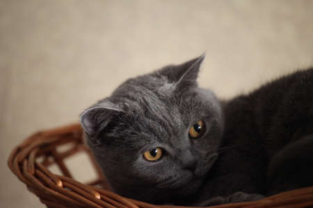 Gray Cat Portraitの写真素材