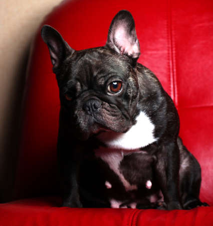 French Bulldog Studio quality red Backgroundの写真素材