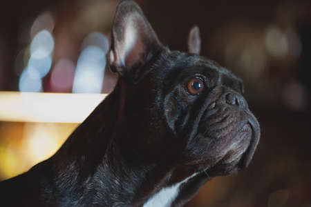 French Bulldog portrait home interior