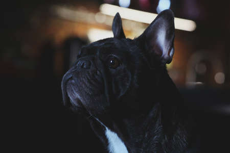 French Bulldog portrait home interiorの写真素材