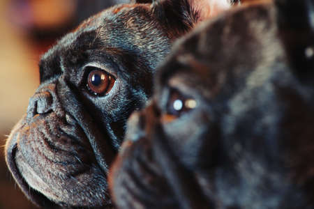 French Bulldog portrait home interiorの写真素材