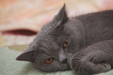 Cat portrait home interiorの写真素材