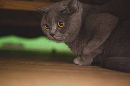 Cat portrait home interior