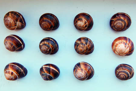 sea ??shell background studio qualityの写真素材