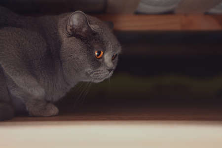Cat portrait with home interiorの写真素材