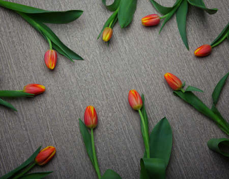 Tulip flower background studio qualityの写真素材