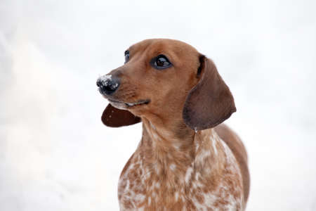 Dachshund Dog Peebles color