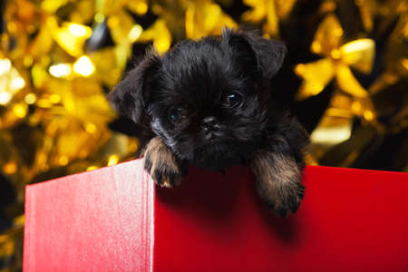 Dog red box studioの写真素材