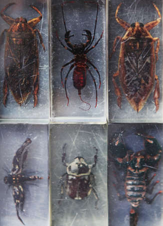 Biology Glass Insect collectionの写真素材