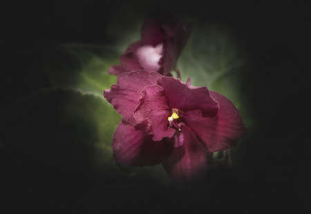 Viola flower macroの写真素材