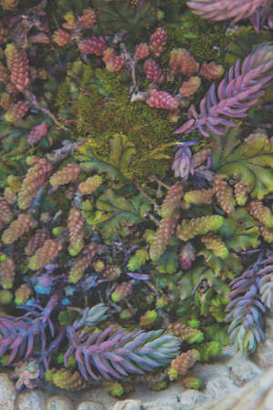 Succulents Cactus Spring Gardenの写真素材