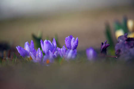 Macro Crocus flower spring