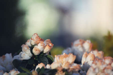 Spring city flowers decorationの写真素材