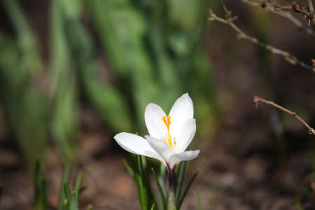 Macro Crocus flower springの写真素材