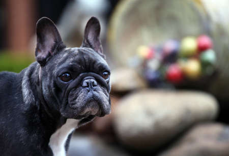 French Bulldog closeup photoの写真素材