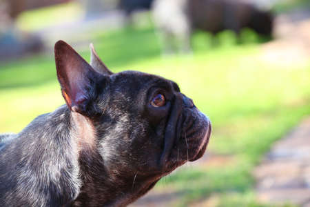 French Bulldog Spring gardenの写真素材