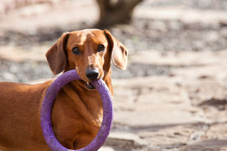 Dachshund Dog spring gardenの写真素材