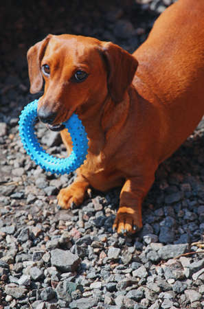 Dachshund Dog spring gardenの写真素材