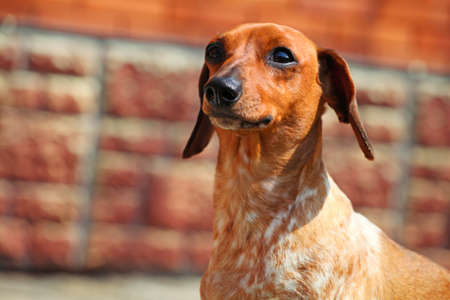 Dachshund Dog spring gardenの写真素材