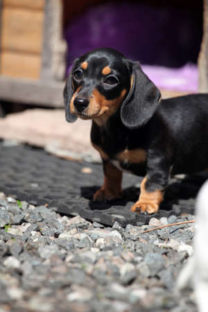 Dachshund Dog spring gardenの写真素材