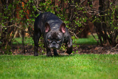 French Bulldog Spring gardenの写真素材