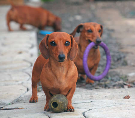 Dachshund Dog spring gardenの写真素材