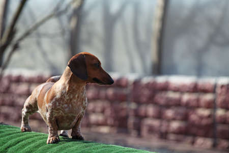 Dachshund Dog spring gardenの写真素材