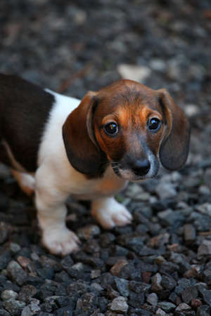 Dachshund Dog spring garden