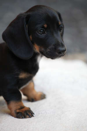 Dachshund Dog spring gardenの写真素材