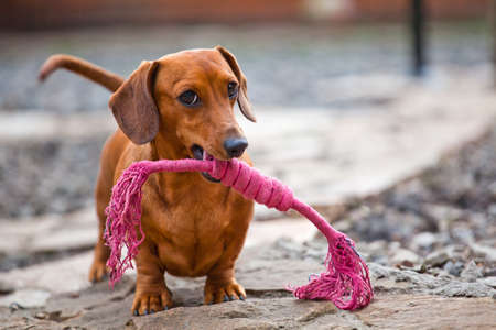 Dachshund Dog spring gardenの写真素材