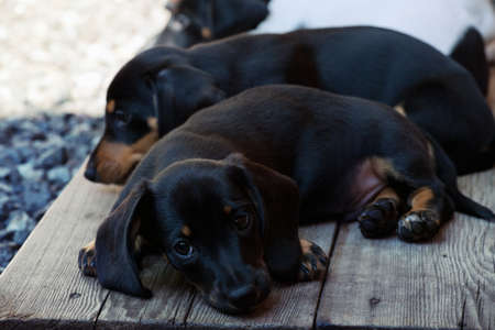 Dachshund Dog spring gardenの写真素材