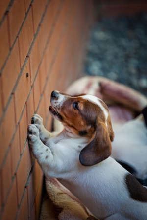 Dachshund Dog spring garden