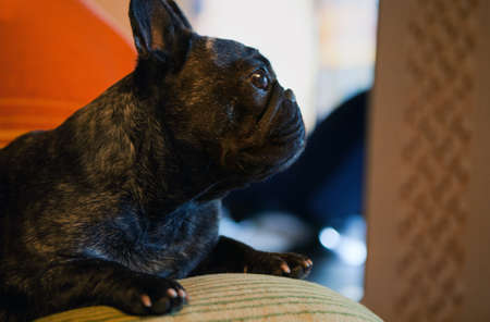 Black French Bulldog at homeの写真素材