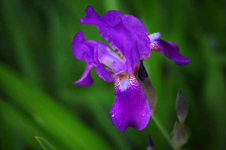 Iris flower summer gardenの写真素材