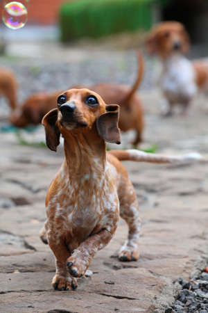 Dachshund Dog Summer Garden soap bubblesの写真素材