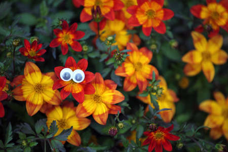 Summer Season Garden Eyesの写真素材