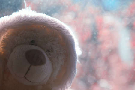 wool bear windows bokehの写真素材