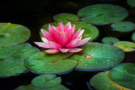 Pink Water lily garden