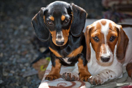 Dachshund Dog puppy Homeの写真素材