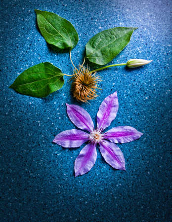 tropical pink flower studioの写真素材