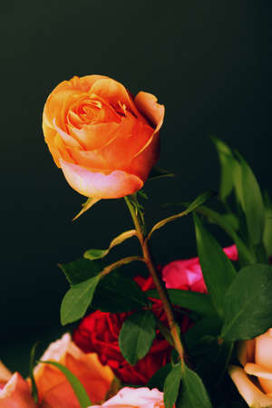 rose flower studio qualityの写真素材