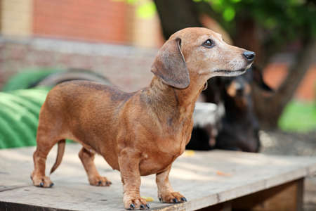 Dachshund Dog summer gardenの写真素材