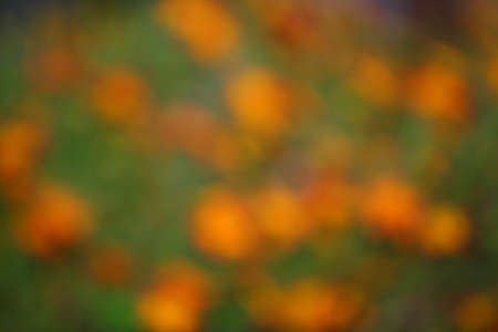 Yellow Flowers Bokeh garden